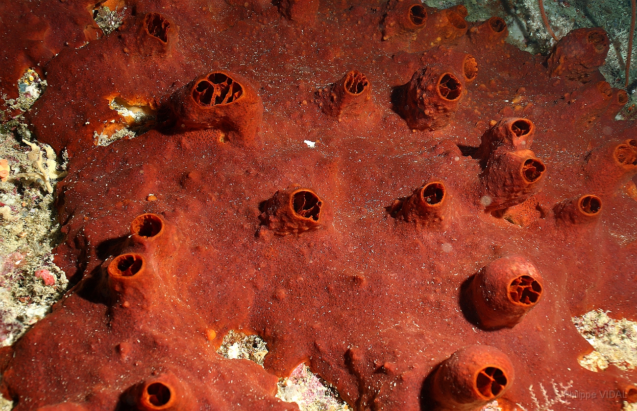 Raja Ampat 2016 - Corail - IMG_4679_rc.jpg